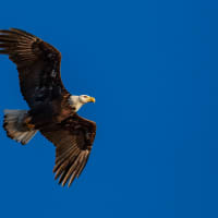 <p>A bald eagle flies over Croton Point Landing.</p>