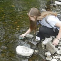 <p>Carlin Barton, a freshman at Brien McMahon High, releases fledgling trout May 9 into the Silvermine River as part of their work in TeMPEST.</p>