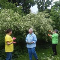 <p>Volunteers from United Technology Corp. in Danbury are guided by Danbury Garden Club members in taking care of the Danbury Museum and Historical Society&#x27;s gardens.</p>