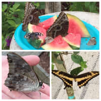 <p>An assortment of colorful butterflies</p>