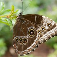 <p>Hundreds of exotic tropical butterflies are included in the &quot;Flutter Zone&quot; exhibit.</p>