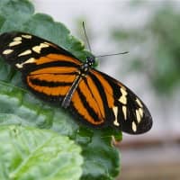 <p>Hundreds of exotic tropical butterflies are included in the &quot;Flutter Zone&quot; exhibit.</p>