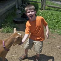 <p>A boy feeds a baby goat Sunday at the Stamford Museum &amp; Nature Center&#x27;s &#x27;Farm Families&#x27; day.</p>