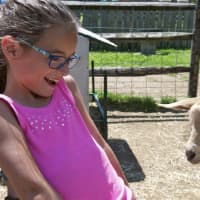 <p>A girl reacts to a baby goat looking for food.</p>