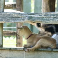 <p>A baby goat lounges in the shade Sunday at the Stamford Museum &amp; Nature Center.</p>