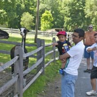 <p>Families check out the llamas Sunday at the Stamford Museum &amp; Nature Center.</p>