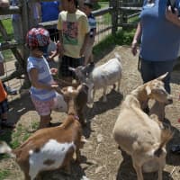 <p>Kids get to feed the baby goats Sunday at the Stamford Museum &amp; Nature Center.</p>