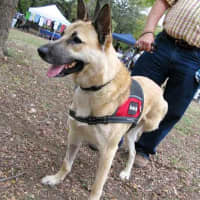 <p>Train a Dog Save a Warrior helps veterans with Post Traumatic Stress Disorder and other issues.</p>