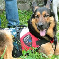 <p>Train a Dog Save a Warrior will be at the Stamford Elks for a fundraiser on Saturday.</p>