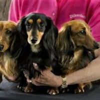 <p>Dachshunds are loyal, funny and smart, according to Valerie T. Diker.</p>