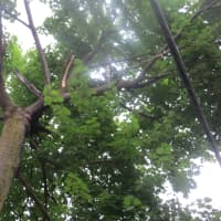 <p>A limb from the top of this tree fell across the front of a pickup truck about 6 p.m. Tuesday on Boston Post Road near Glen Oaks Drive.</p>