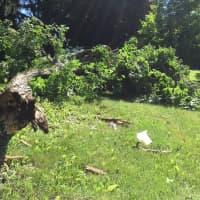 <p>A massive tree was toppled by the storm near Lonetown Road in Redding. </p>