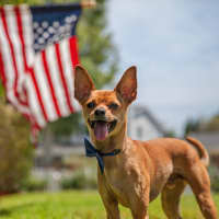 <p>Driven by a fearful reaction to fireworks and other loud sights and sounds, dogs and cats that flee from their homes often end up in municipal animal shelters, according to a press release.</p>