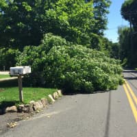 <p>A downed tree blocks the road on Prospect Street in Ridgefield.</p>