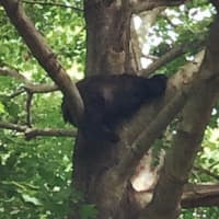 <p>The cub settles in a for a nap. </p>