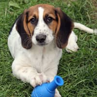 <p>Baby basset hound Debbie, 14 weeks old. Several siblings are still available..&quot;They are super cute little pups,&#x27;&#x27; Caroline Walker said. &quot;Their mom has found a home, which is great news and likely thanks to (Daily Voice) coverage, how great is that?&quot;</p>