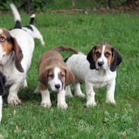 <p>Some of the beagles and hounds -- including Debbie at far right -- who were adopted on June 6 by Daily Voice readers from Pet Rescue in Harrison.</p>