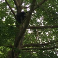 <p>The bear is in a tree at a house on Denise Terrace on Thursday afternoon. </p>