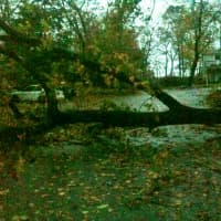 <p>High winds from Hurricane Sandy felled a tree on Ohio Avenue in Norwalk Monday, blocking the roadway.</p>