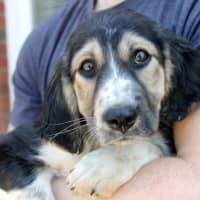 <p>This dog definitely does not want to be the best one saved for last. Caroline Walker, a Pet Rescue volunteer, said, &quot;We&#x27;re changing lives four paws at a time.&quot;</p>