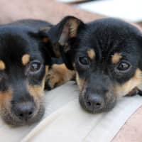 <p>The latest round of adopted hounds is so new that many haven&#x27;t been named yet, according to Pet Rescue  volunteers.</p>
