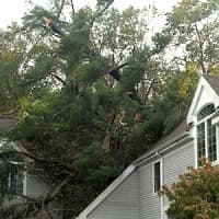 <p>Hurricane Sandy blew trees down throughout Westport.</p>