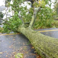 <p>A tree fell into the street, blocking all traffic on Church Street between </p>