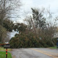 <p>A giant tree took down power lines on Curry Street by Weskora Road in Yorktown Heights.</p>