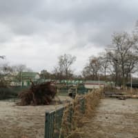 <p>Trees were downed throughout Playland Park in Rye following Hurricane Sandy. </p>