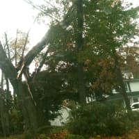 <p>This tree in a front lawn of a home on Noroton Avenue in Darien was split down the middle.</p>
