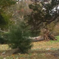 <p>A tree was down in the backyard of the Noroton Presbyterian Church in Darien.</p>