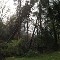 <p>Large trees down on Campfire Rd. in Chappaqua.</p>