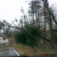 <p>A tree leans precariously across Route 123 in South Salem.</p>