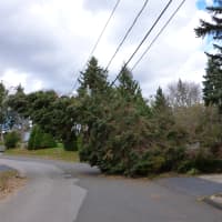 <p>A fallen tree on Old Field Road in Norwalk Friday has almost brought down power lines. </p>