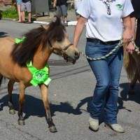 <p>A therapeutic pony marches in Cold Spring&#x27;s Independence Day parade.</p>