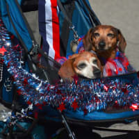 <p>A pair of dogs are pushed in a stroller for Cold Spring&#x27;s Independence Day parade.</p>