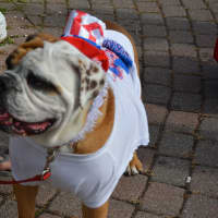 <p>A dog decked out in patriotic attire for Cold Spring&#x27;s Independence Day celebration.</p>