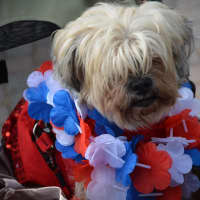 <p>A dog decked out in patriotic attire for Cold Spring&#x27;s Independence Day celebration.</p>