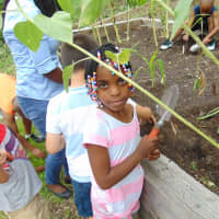 <p>The Boys and Girls Club of New Rochelle is working with garden facilitator Ruby Olisemeka.</p>