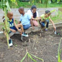 <p>Members of the Boys and Girls Club of New Rochelle work in the garden. </p>