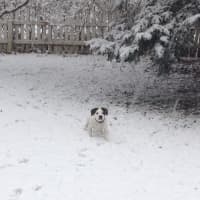 <p>The dogs are enjoying the snowy weather near Lake Kitchawan in South Salem.</p>