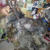 <p>Roxy, a 7-year-old schnauzer from North White Plains, is now on the mend and adopted after being dumped June 18 at Valhalla Animal Hospital. Her former owner is due in Mount Pleasant Town Court on Thursday on a misdemeanor charge of animal cruelty.</p>