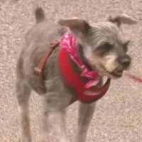 <p>Roxy, an abandoned 7-year-old schnauzer from North White Plains, happily recovered at Valhalla Animal Hospital. She&#x27;s newly adopted. Her former owner faces up to one year in jail on an animal cruelty charge Thursday in Mount Pleasant Town Court.</p>