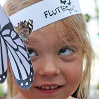 <p>The &quot;Flutter Zone&quot; will be at the Maritime Aquarium at Norwalk all summer. </p>