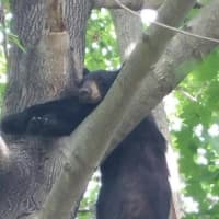 <p>A black bear cub takes a nap in a tree on June 25 in Fairfield, Conn.</p>