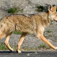 <p>Police throughout the area have issued warnings about coyotes, and are drafting town plans and policies to curtail them. </p>