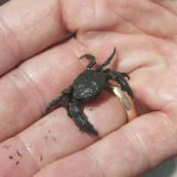 <p>A visitor holds a baby crab dredged from the bottom of the Sound.</p>