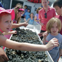 <p>Children found baby crabs and fish, eggs, and other marine life on a study cruise at the Maritime Aquarium.</p>