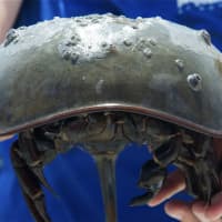 <p>Looking right into the eyes of a Horseshoe Crab.</p>