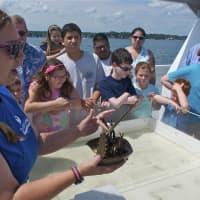 <p>A cruise instructor talks about the Horseshoe Crab pulled from the bottom.</p>